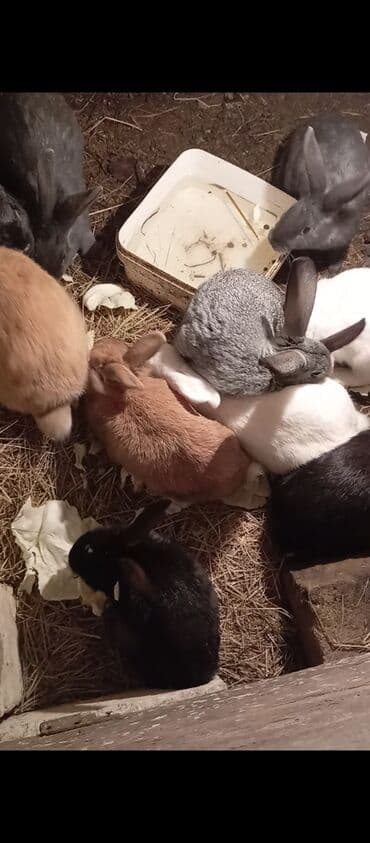 UAZ: Ev dovşanları – müxtəlif rəng və ölçülərdə Təsvir: - Bir neçə baş ev — 2