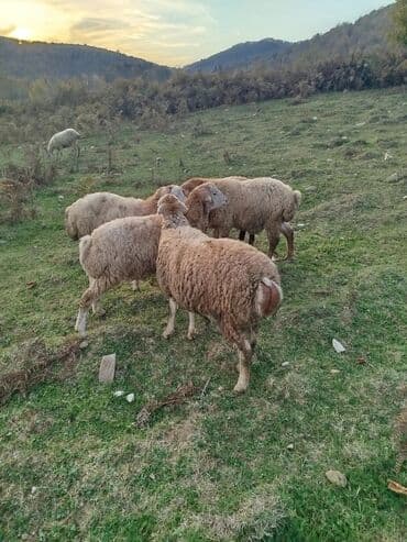 Dovşanlar: Məhsul: erkək quzular Təsvir: - Şəkillərdə dağ‑ətəyi otlaqda — 3