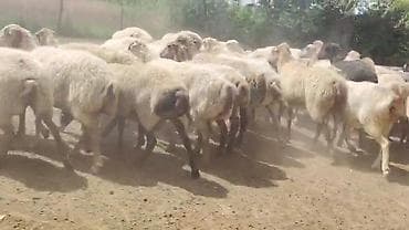 sudluk inek satilir: Dişi, il: 1, Damazlıq, Pulsuz çatdırılma — 8