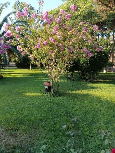 Tikinti ixtisasları: Bağban, 29 il, 6 ildən artıq təcrübə — 2