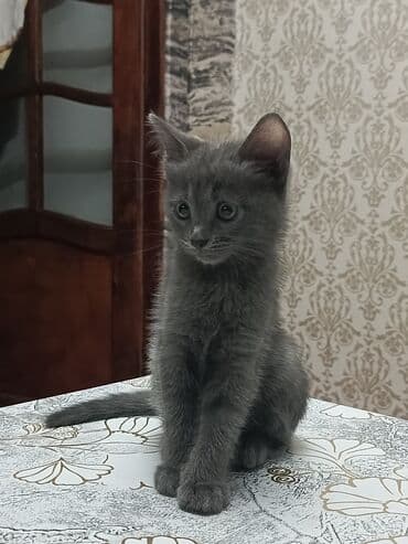 pisiklere qurd dermani nece verilir: Boz rəngli balaca pişik balası Salam. bu ayın 11i 4 cü ayına — 2