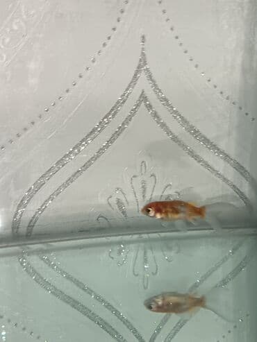 heyvanlara verilən adlar: Betta (Petuşok balığı), Sülhsevər — 4