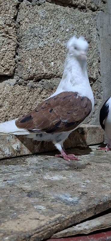 Akvariumlar: Qoşa əbrəş çəp əbrəş quyruq erkəy qızqın super heyvandı mayasıda qara — 10