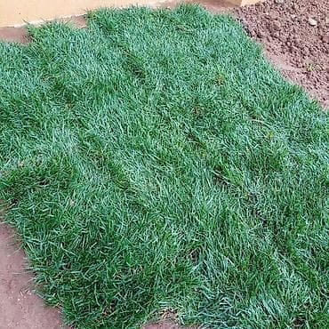 Qazon yüksək keyfiyyət münasib qiymətə enni yarpaq danimarka toxumu