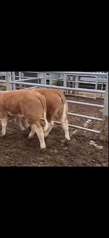 ari yeşiklərinin satışı: Məhsul: Dana balaları (ətlik istiqamət) Təsvir: - Şəkillərdə — 6