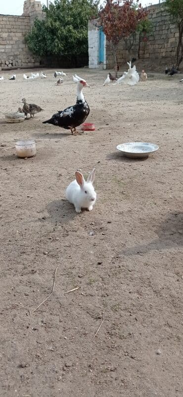 Məhsul: Dekorativ dovşan balaları Təsvir: - Ağ və ağ-ləkəli rənglərdə