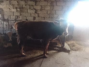 Hinduşkalar: Dana, buzov, Erkək, ay: 1, 135 kq, Ətlik, Ünvandan götürmə, Ödənişli çatdırılma — 1