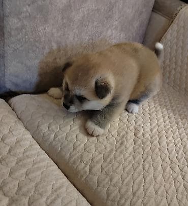 balaca itler satisi: Akita-inu, Erkek, Ödənişli çatdırılma — 1