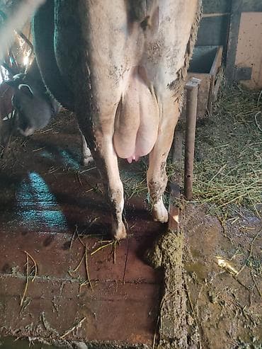 eşşək şəkili: 1ci bala erkey 10l süd verir tam sağlam şekilde barter var maşından — 2