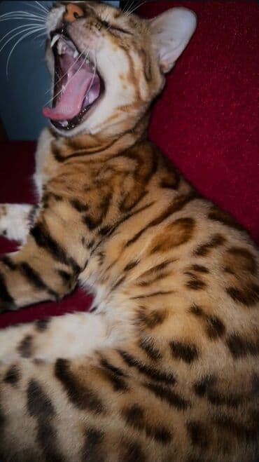 ağ pişiy: Benqal — 1