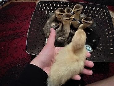 lavanda ördək: Macar lavanda lal ördək sağlamdırlar . 6günlük mayalanıb vitaminləri — 2