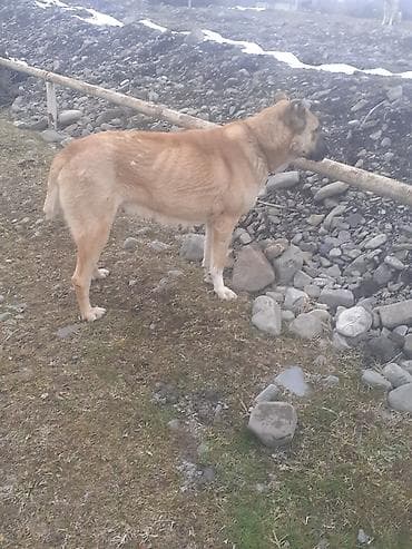 iran coban iti: Qurdbasar, 2 il, Dişi — 2