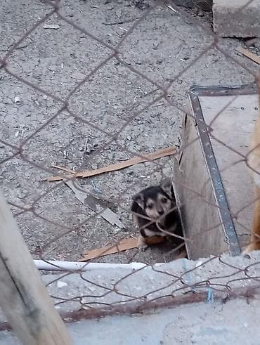 doberman itləri: 2 ay, Dişi, Ünvandan götürmə — 2