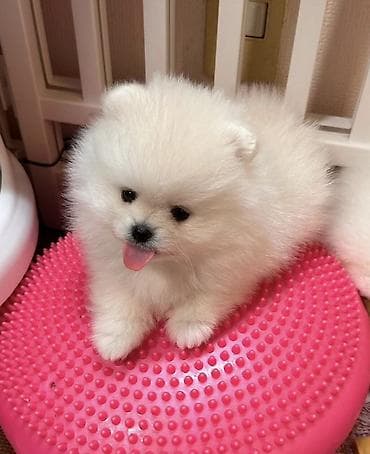 pomerian şpits: Şpitz, 2 ay, Peyvəndli, Ünvandan götürmə — 1