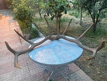 Buynuzlar: Maral buynuzu ( təbii) 1989 Sibir maralının buynuzu - Böyük ölçülü — 1