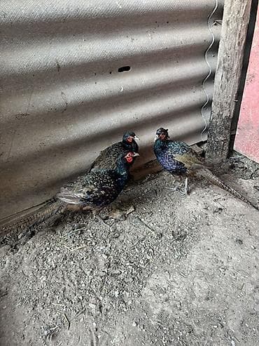 ət baltasi: Məhsul: Fazan quşları (erkək və dişi) Xüsusiyyətlər: - Növlər — 8