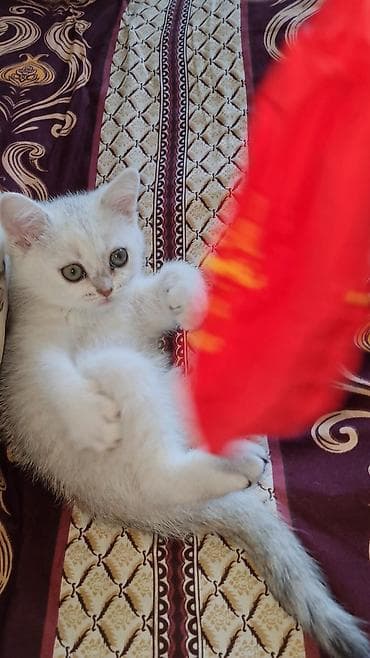 pisikler ucuz: Gümüş rəngli təmiz qan şotland pers qarışığı balaca pişik balası 2 — 2