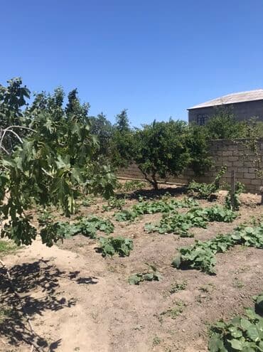 abşeron gənclər şəhərciyi: Kənd təsərrüfatı, Mülkiyyətçi, Kupça (Çıxarış) — 4