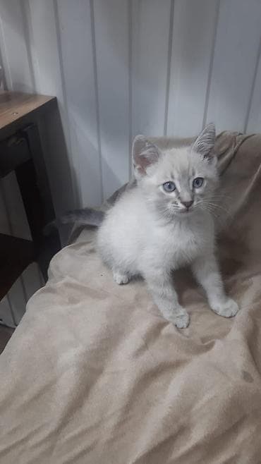 pişim: Britan — 6