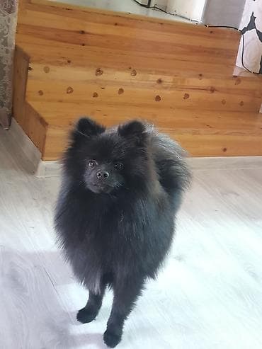 pomeranian qiyməti: Şpitz, 7 ay, Erkek, Peyvəndli, Ünvandan götürmə — 2