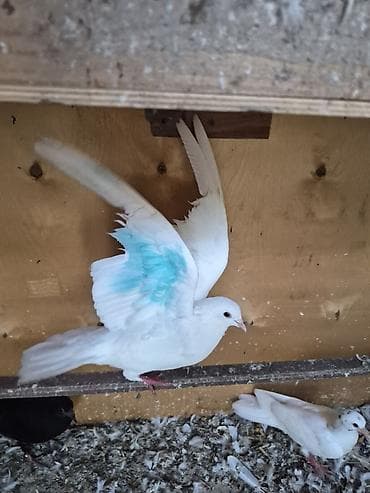 ağ qara pişik: Ağ rəngli bəzək göyərçinləri - Tamamilə ağ lələklər, zərif bədən — 4