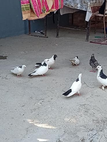 dəniz donuzu qiyməti: Tam sağlam quşlardi 2 cüt 2 bala 1 əbrəşdi altında 4 yumurtaları da — 2