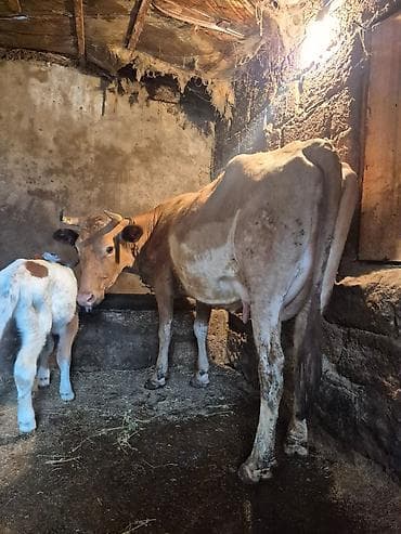 doberman balası: 12 litir bulama verir 3 qarına doğub 5 gündü doğub balası dişdi — 3