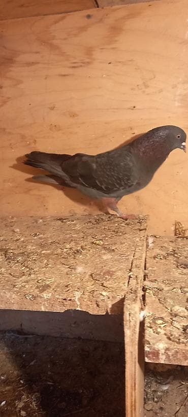 ucuz goyərcinlər: Qaralar satilir hamisi həyətdən çixma balalardi real aliciya endirim — 3