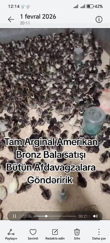Amerika Bronz balası 1 günlük Afdavagzalara Göndəririk Ünvan Göranboy