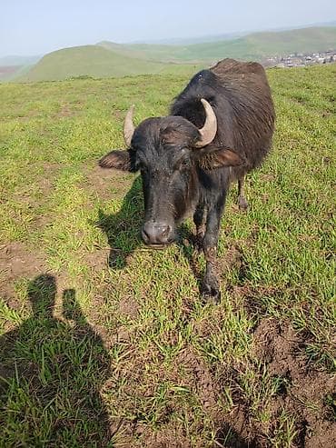 Digər heyvanlar: Su camışı – yerli otlaqda saxlanılıb ayın axırına balası olacaq — 2