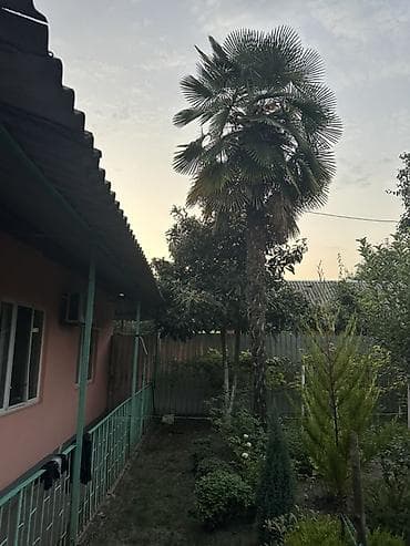 ev gulleri ve adları: Dekorativ palma ağacı – həyət/bağ üçün iri ölçülü nümunə — 1