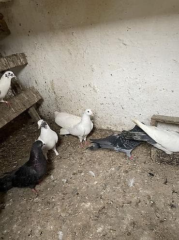 qasqaldag qusu: 13 dene quşdur kom gptüren olsa 5 manatdan tek tek başqa qiymetedir — 4