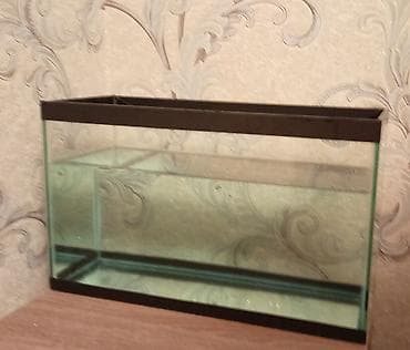 Papuqay balığıdır 1 dişi 1 erkək və 3 balası var akvarium kiçik olduğu