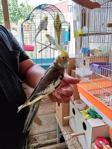 korella cüt: Korella karella erkəy disi hazir quslar bala quslar dərmanlari verilib — 2