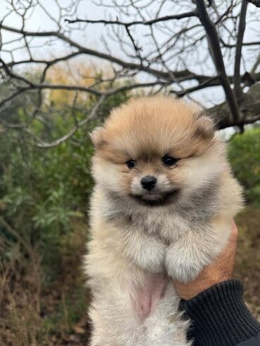 Gəmiricilər: Şpitz, 2 ay, Dişi — 6