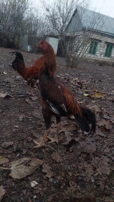 inək şəkli: Məhsul: Uzunboyun, incə quruluşlu yerli cins cücələr/horozlar Təsvir — 4