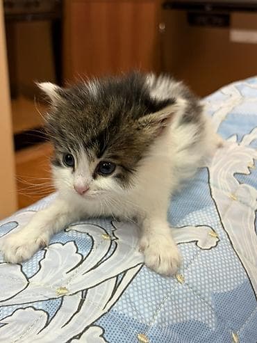 pişim: Yaxşı əllərə — 2