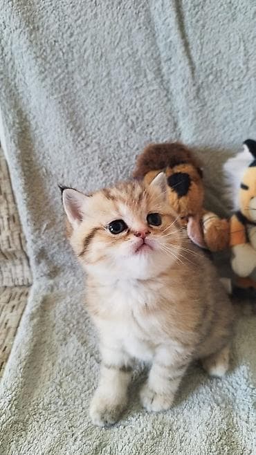 Britan lalafo.az -da Britan