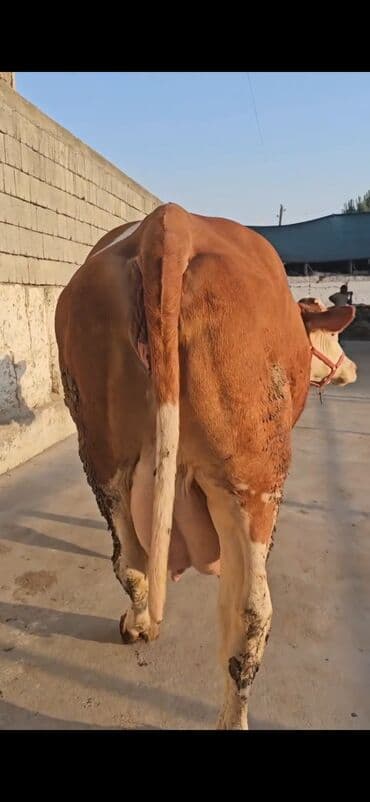 südlük inəklər: Süd yönümlü inək - Cins tipi: qırmızı-ağ rəngli, iri cüssəli süd — 5
