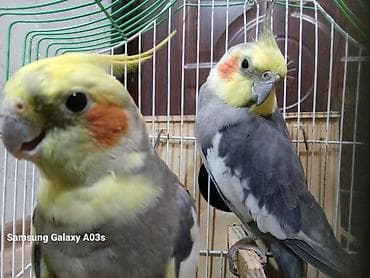 pomeranian satilir: 2 ədəd korella satılır! dişi erkək,heçbir xəsdəlikləri yoxdur,qəfəs — 9