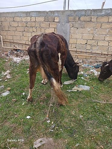 cuce ve xoruz temsili: Tecili sok sok qimete inek satilir tecilisagilir 6 litir sudu var — 3