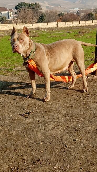 доберман цена в баку: Питбуль, 1 год, Самка, С прививками, Самовывоз — 7