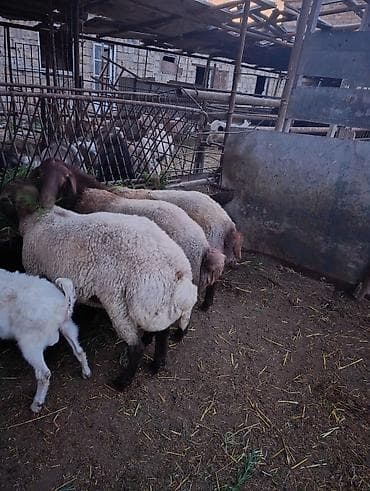 korpə quzu: SALAM HEYVANLAR TELEFONDA GORDUYUNUZ KİMİDİ CİNS QUZULARDİ HEYVANDAN — 4