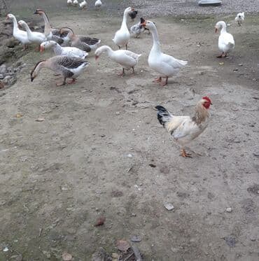 Erkək, | Linda, Damazlıq lalafo.az -da Erkək, | Linda, Damazlıq