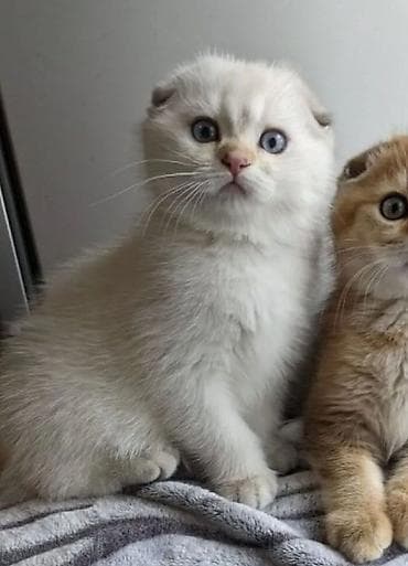 Şotland yastı qulaq, Erkək, Dişi, Yaxşı əllərə, Ödənişli çatdırılma, Ünvandan götürmə, Rayonlara çatdırılma