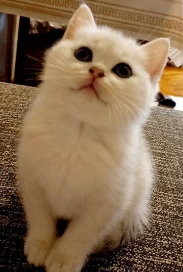 Britan, Dişi, Yaxşı əllərə, Ünvandan götürmə