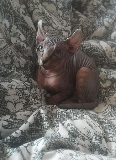 Девочка сфинкс Эльф кушает самостоятельно ходит в лоток 2 месяца — 2