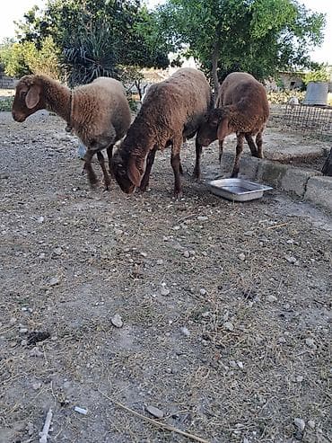 erkey qoyun: Qoyunlar satılır – 3 baş - Cins: yerli ətlik/südlük tipli qəhvəyi — 2