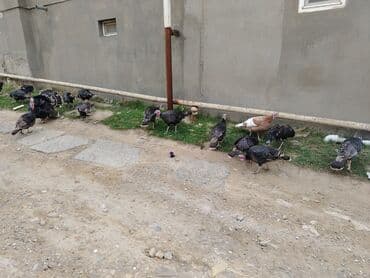 золотая шиншилла купить: Həm ətlik həm damazlıq 38 ədəd fərə hinduşka diri çəki 16 manat — 1