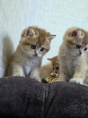 british shorthair brown: Britan — 9